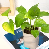 Multi-Functional Money Plant