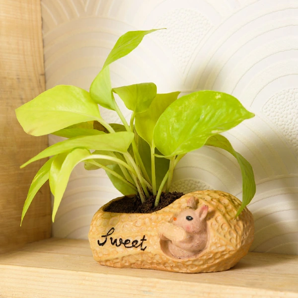 Golden Money Plant In Squirrel Peanut