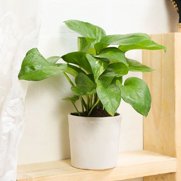 Lucky Green Money Plant