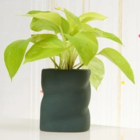 Vaastu Special Money Plant