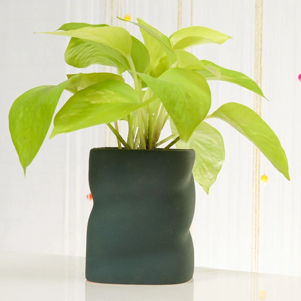 Vaastu Special Money Plant