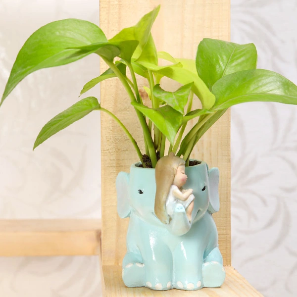 Money Plant In Cute Girl On Elephant