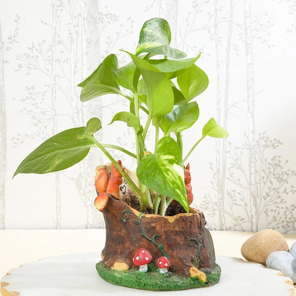 Money Plant in Squirrel Home