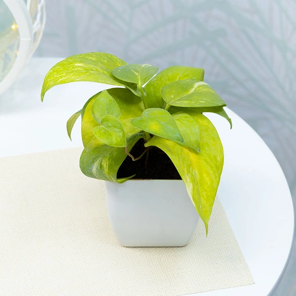 Green Money Plant In White Pot