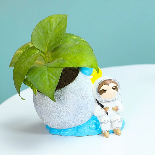 Astronaut Money Plant