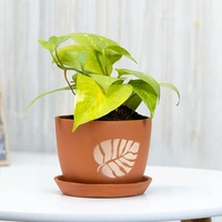 Money Plant For Indoor Spaces