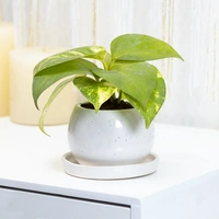 Momentous Money Plant In Ceramic Vase