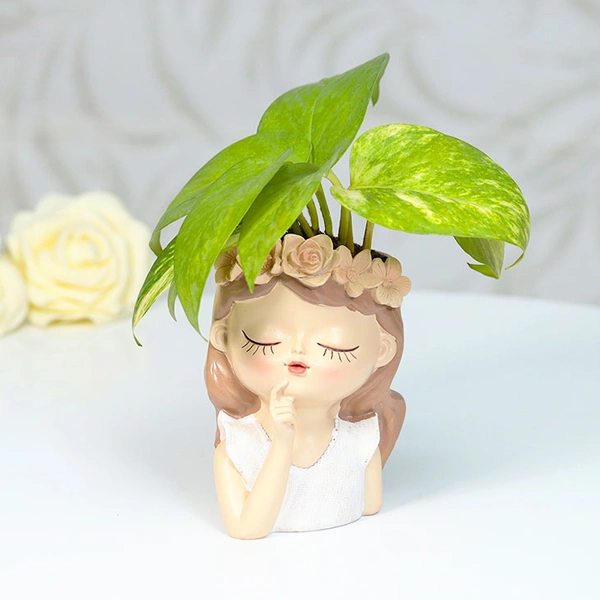 Thinking Fairy Money Plant
