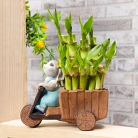 Lucky Bamboo In Bunny Scooter