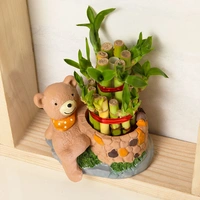 Cute Teddy Bear Potted Lucky Bamboo