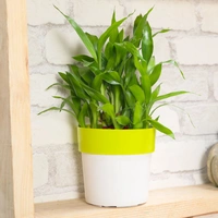 Utmost Purity Lucky Bamboo