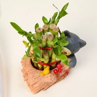 Cute Bear with Lucky Bamboo