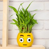 Emoji Potted Lucky Bamboo