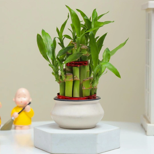 Lucky Bamboo And Monk Gift Set