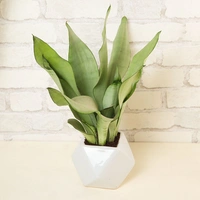 Snake Plant in Ceramic Vase