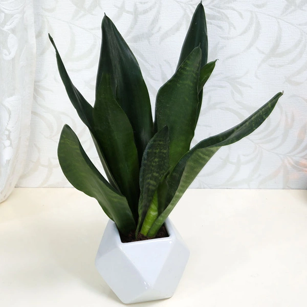 The Most Appealing Snake Plant