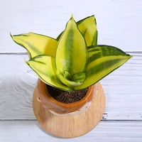 Golden Lotus Sansevieria In Office Boy