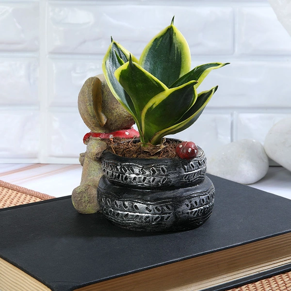 Baby Elephant Sansevieria Lotus plant