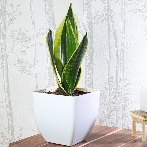 Sansevieria Lotus In White Pearl Pot