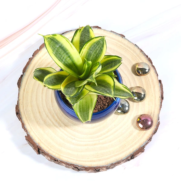 Golden Lotus Sansevieria Plant