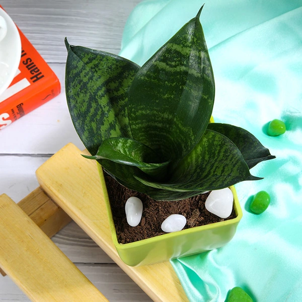 Snake Plant In Stunning Yellow Pot