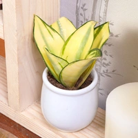 Alluring Golden Lotus Sansevieria