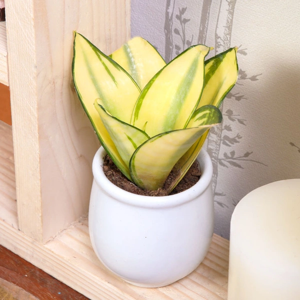 Alluring Golden Lotus Sansevieria
