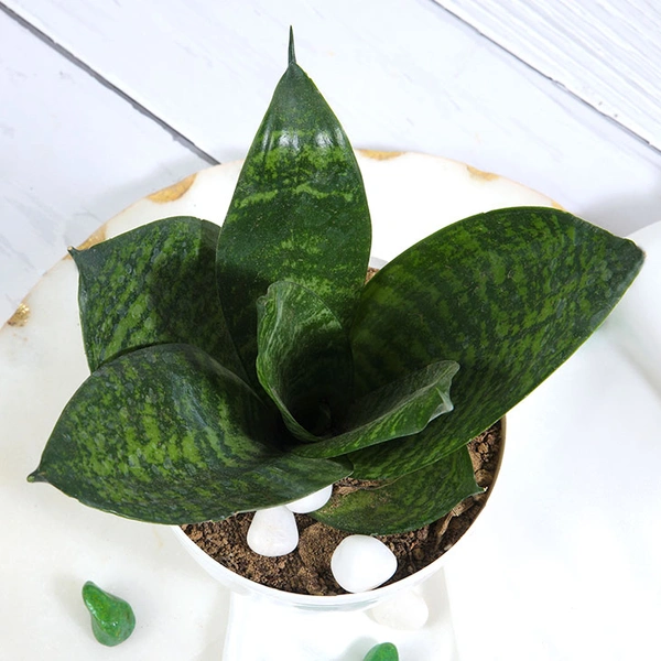 Snake Plant In White Plain Pot