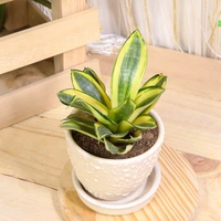 Sansevieria Plant in Ceramic Pot