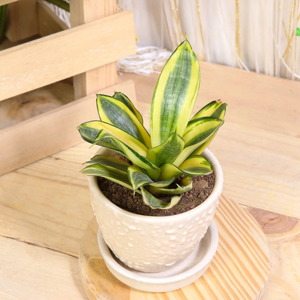 Sansevieria Plant in Ceramic Pot