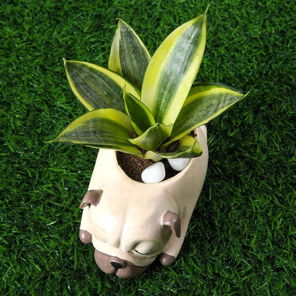 Golden Lotus Sansevieria Plant In Pug