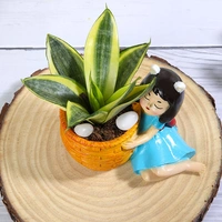 Golden Lotus Sansevieria Plant In Basket Girl