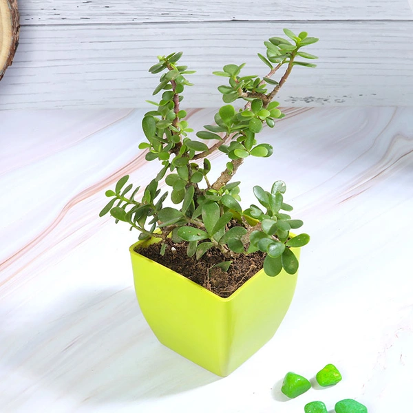 Jade Plant in Green Pot