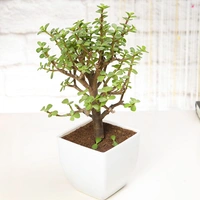 Excellent Jade Plant