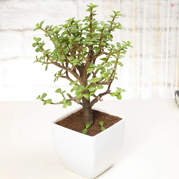 Excellent Jade Plant