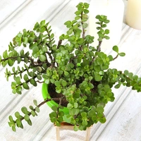 All Green Jade Plant