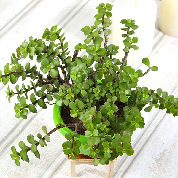 All Green Jade Plant