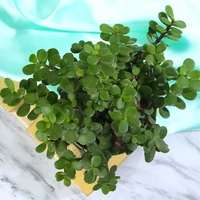 Green Jade Bonsai Plant