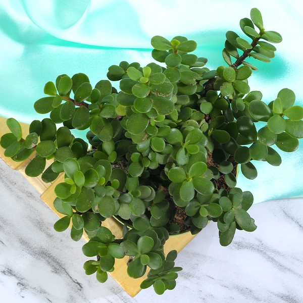 Green Jade Bonsai Plant