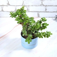 Soothing Jade Plant