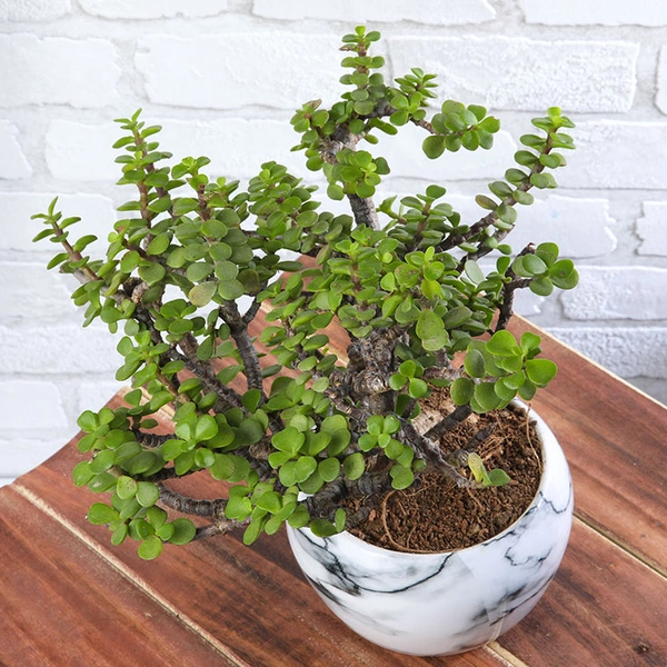 Jade Bonsai in Marble Pot