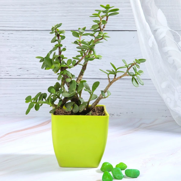 Jade Plant in Green Pot