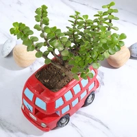 Jade Plant in Bus Pot