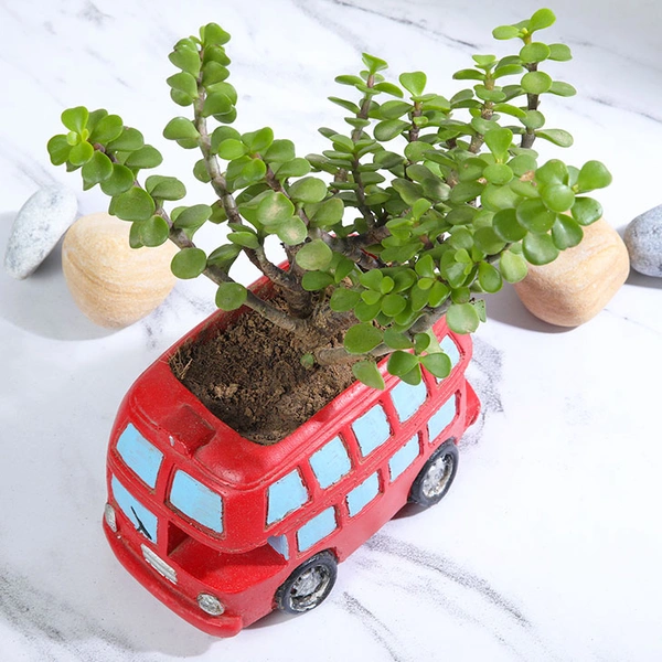 Jade Plant in Bus Pot