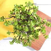 Jade Plant In Royal White Pot