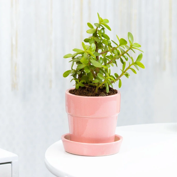 Indoor Jade Plant