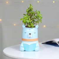 Jade Plant For Intelligent Friend