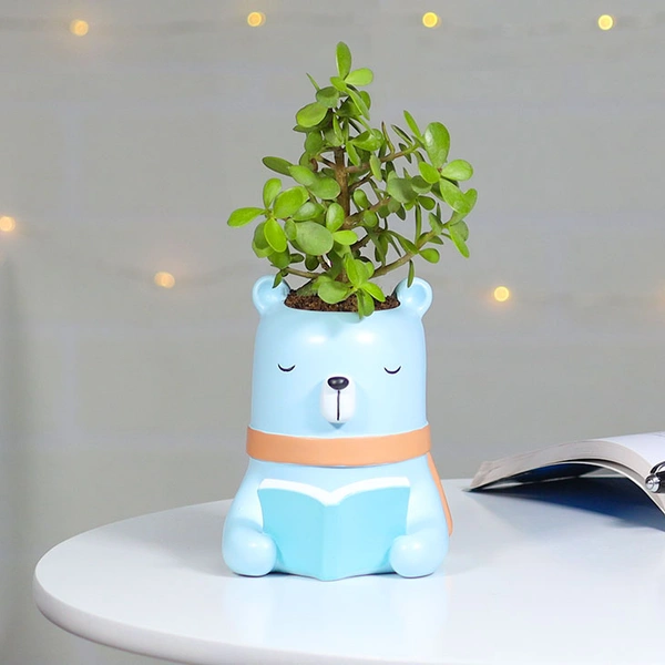 Jade Plant For Intelligent Friend