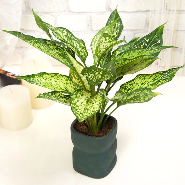 Lush Aglaonema Plant