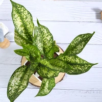 Snow White Aglaonema Plant